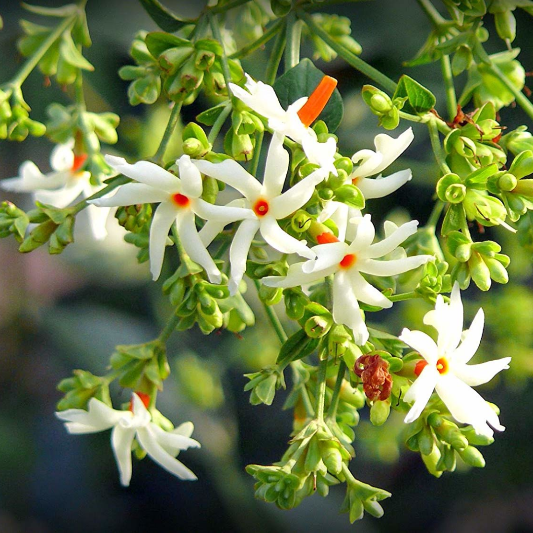 Coral Jasmine - White - Nyctanthes arbor-tristis Flower Plant