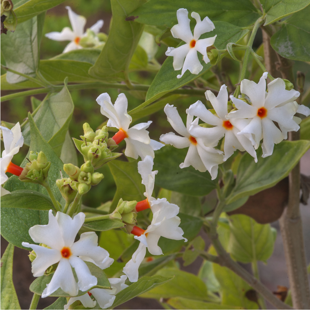 Coral Jasmine - White - Nyctanthes arbor-tristis Flower Plant