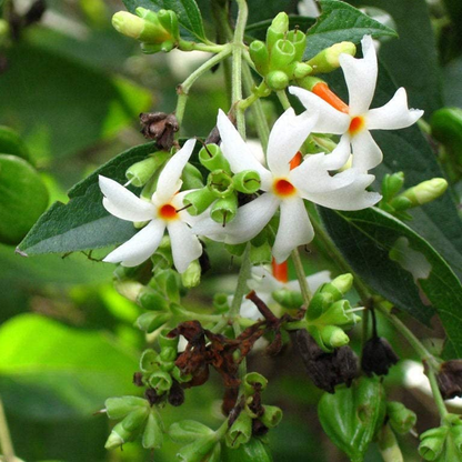 Coral Jasmine - White - Nyctanthes arbor-tristis Flower Plant