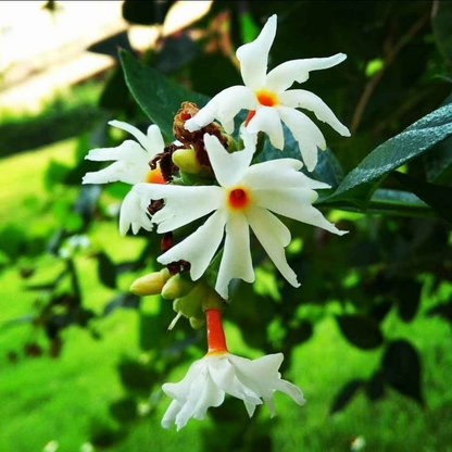 Coral Jasmine - White - Nyctanthes arbor-tristis Flower Plant