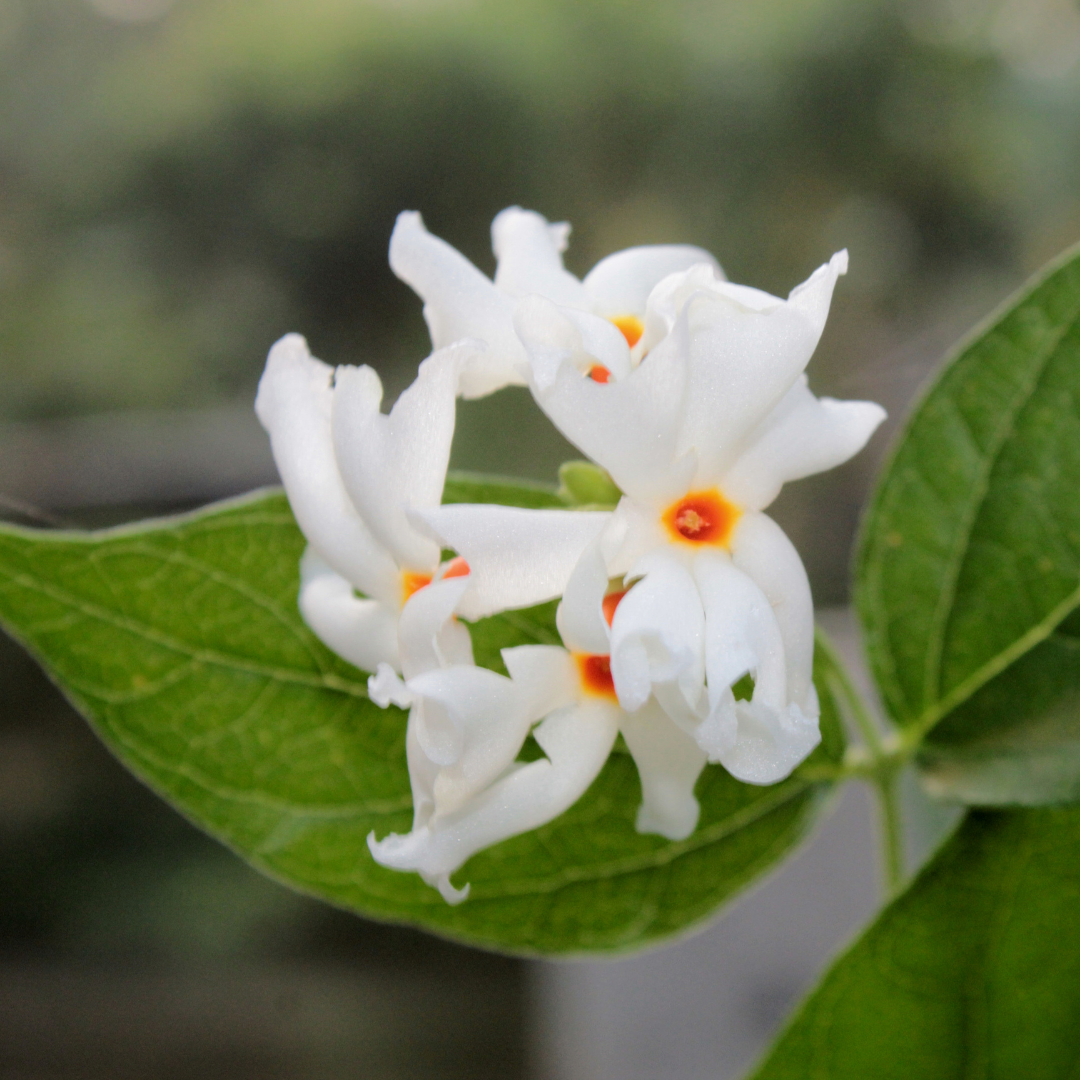 Coral Jasmine - White - Nyctanthes arbor-tristis Flower Plant