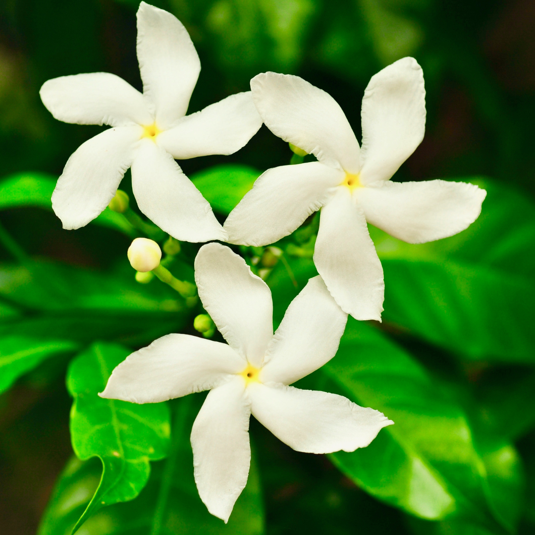 Crape Jasmine / Nandhyarvattam - Tabernaemontana divaricata - Hybrid Flower Plant