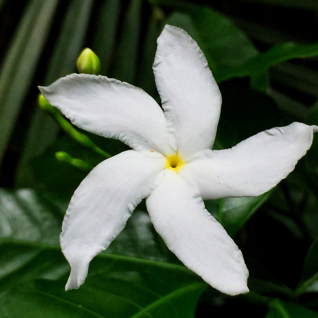 Crape Jasmine / Nandhyarvattam - Tabernaemontana divaricata - Hybrid Flower Plant