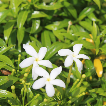 Crape Jasmine / Nandhyarvattam - Tabernaemontana divaricata - Hybrid Flower Plant