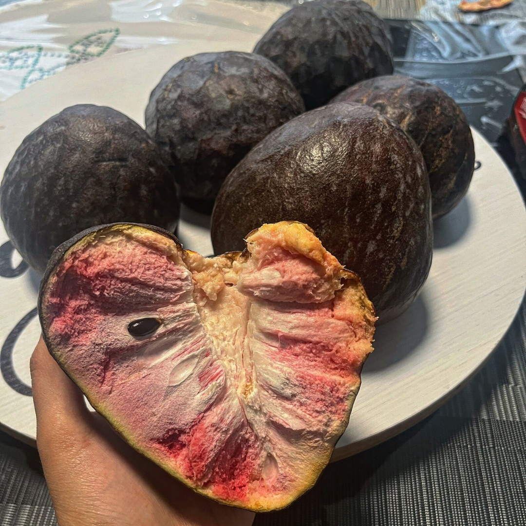 Custard Apple - Black Fruit Plant