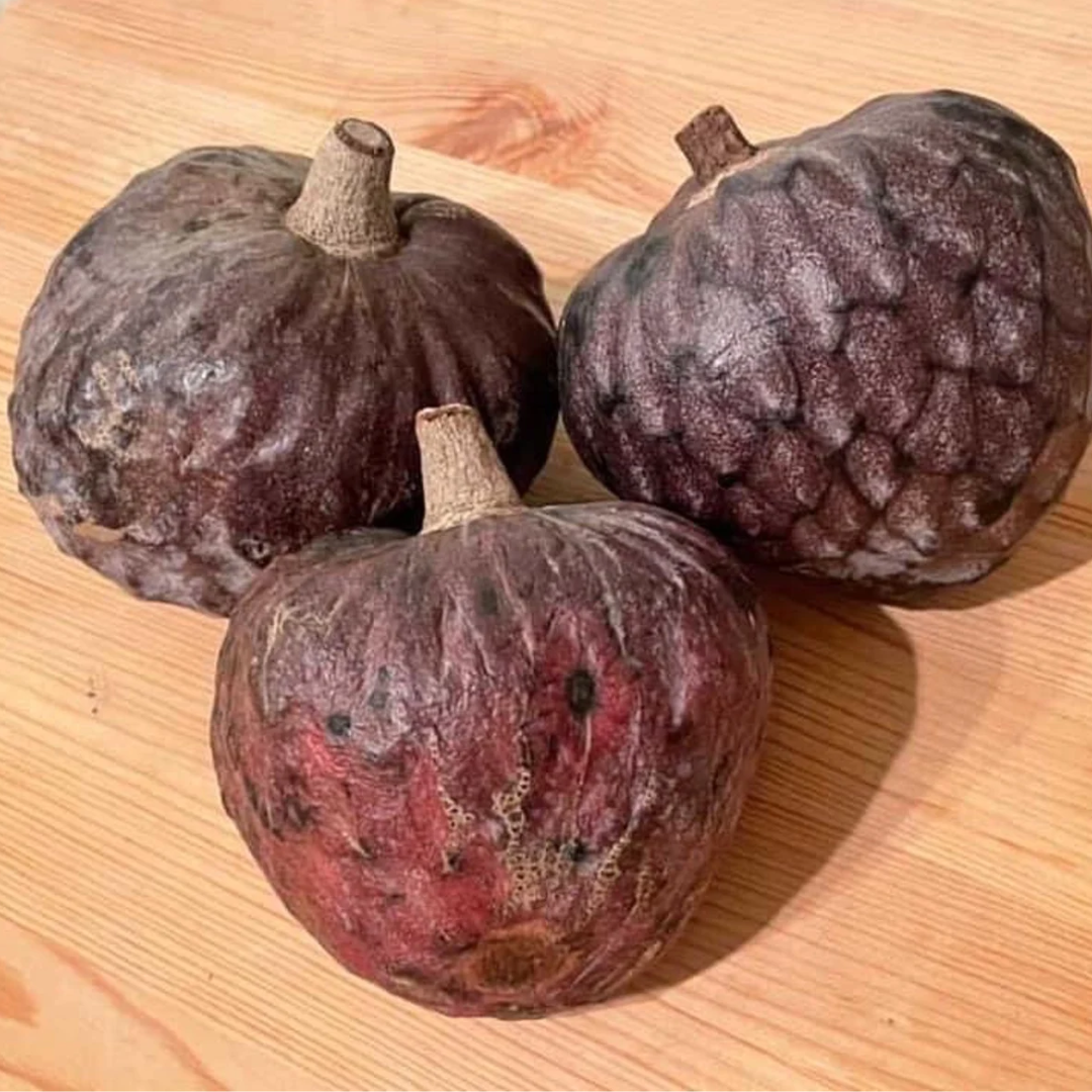 Custard Apple - Black Fruit Plant