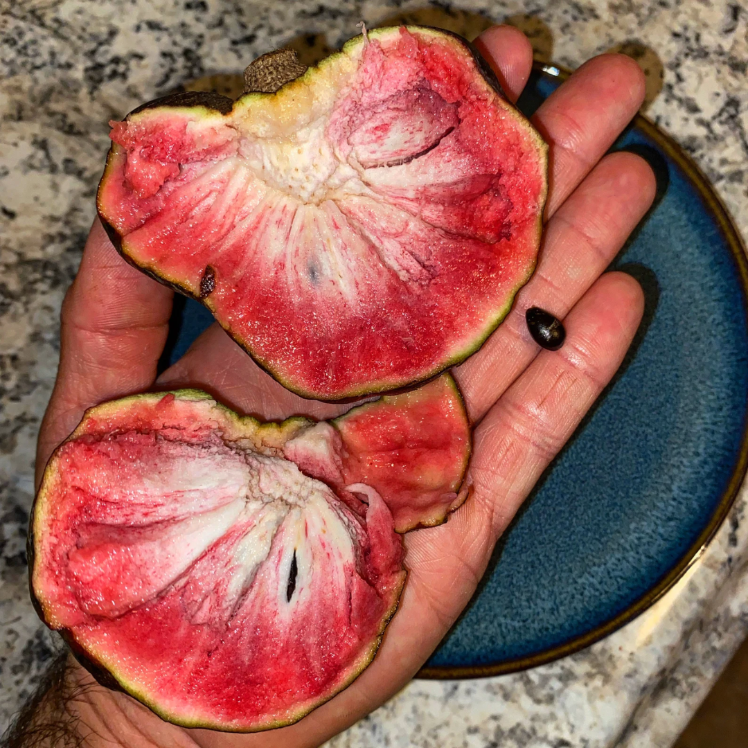 Custard Apple - Black Fruit Plant