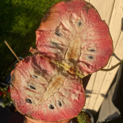 Custard Apple - Black - Annona reticulata Fruit Plant