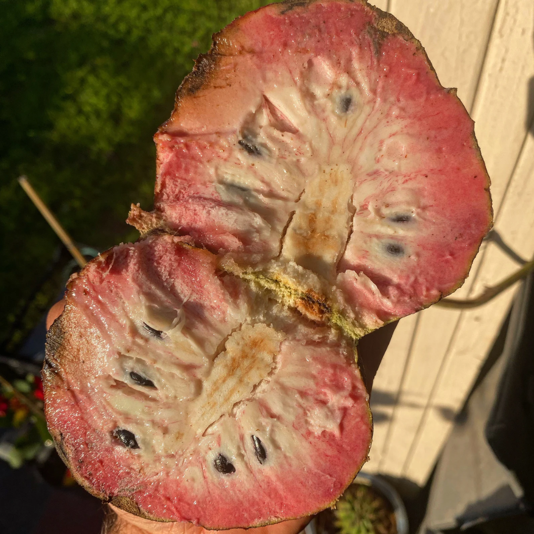 Custard Apple - Black Fruit Plant