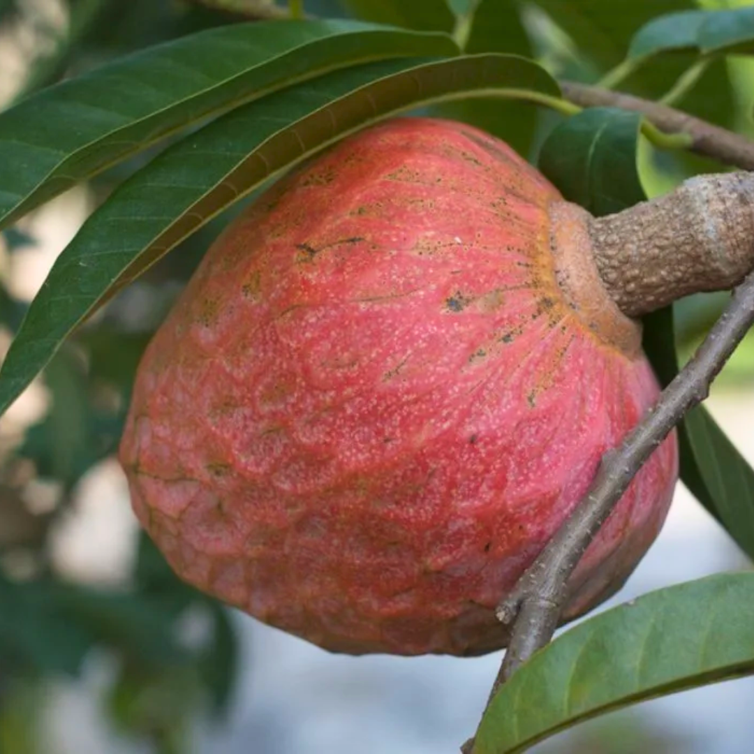 Red Custard Apple Fruit Plant