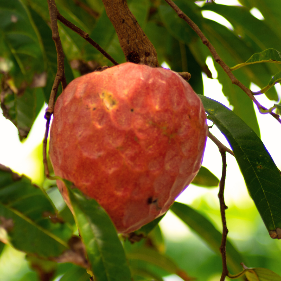 Red Custard Apple Fruit Plant