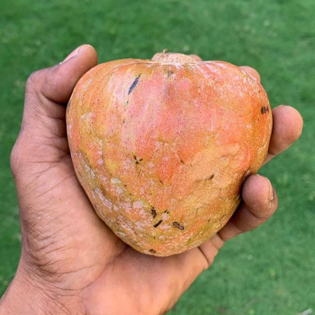 Red Custard Apple Fruit Plant