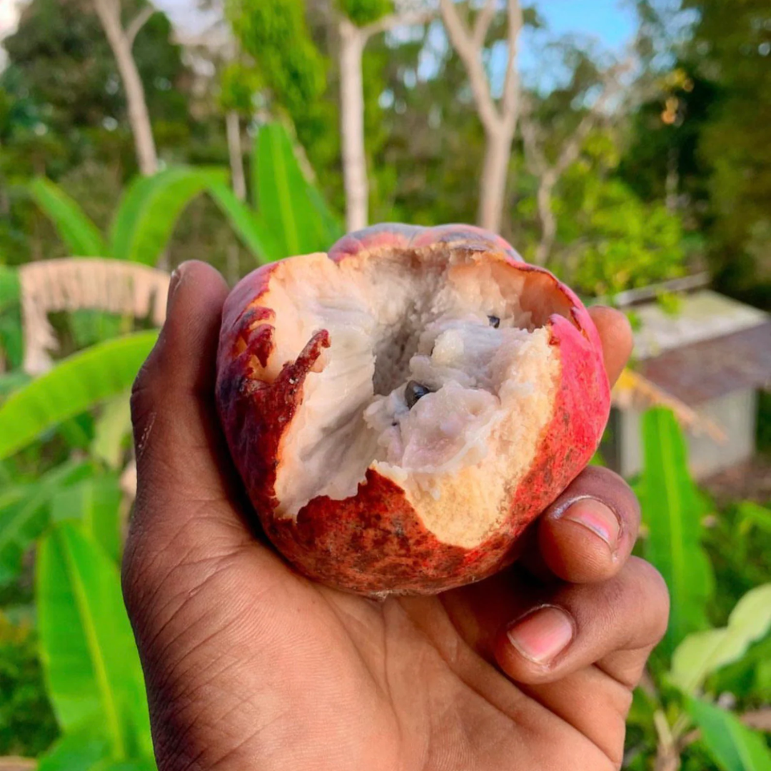 Red Custard Apple Fruit Plant