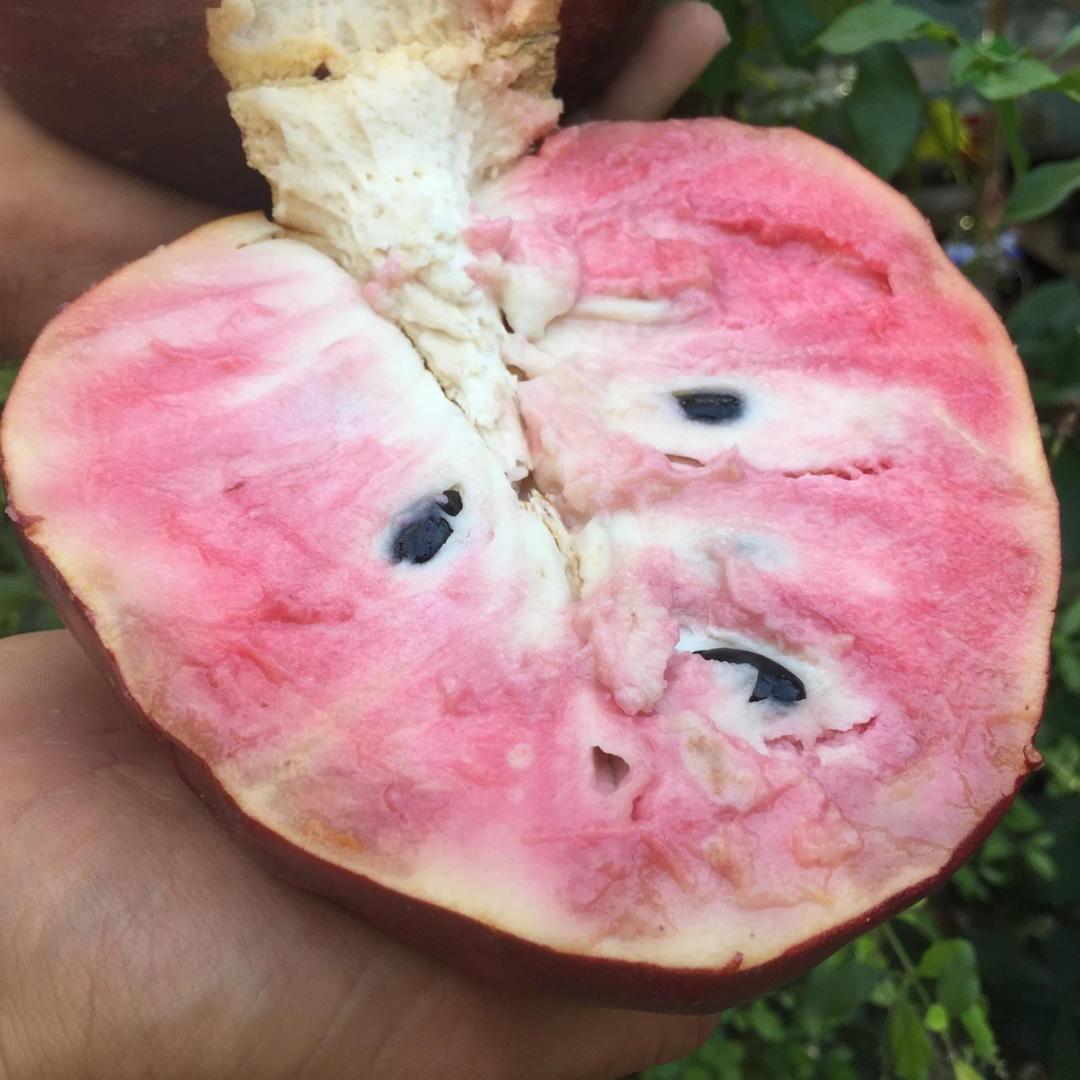 Custard Apple - Red Flesh - Annona reticulata Fruit Plant