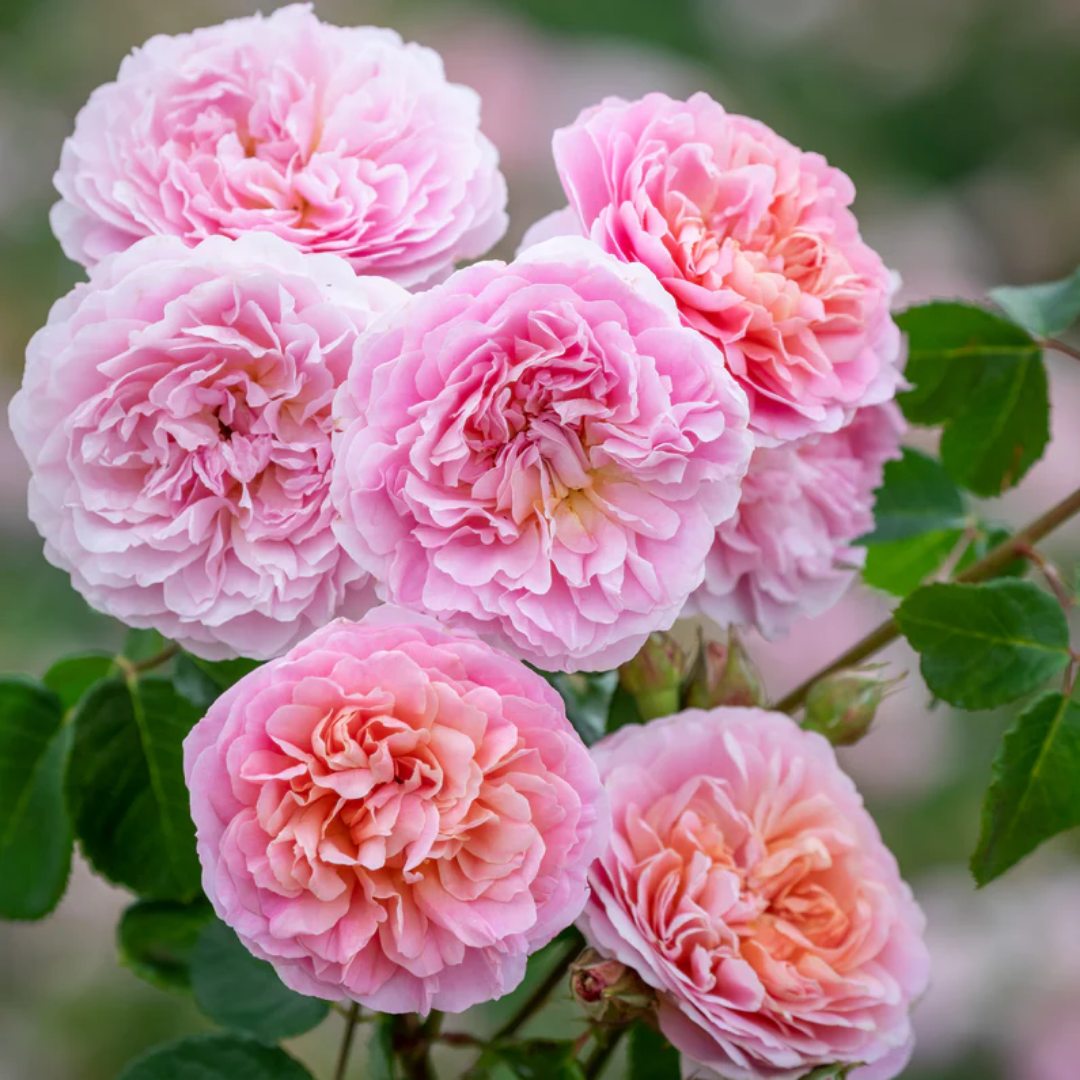 Rose - Dahlia Shade - Hybrid Flower Plant