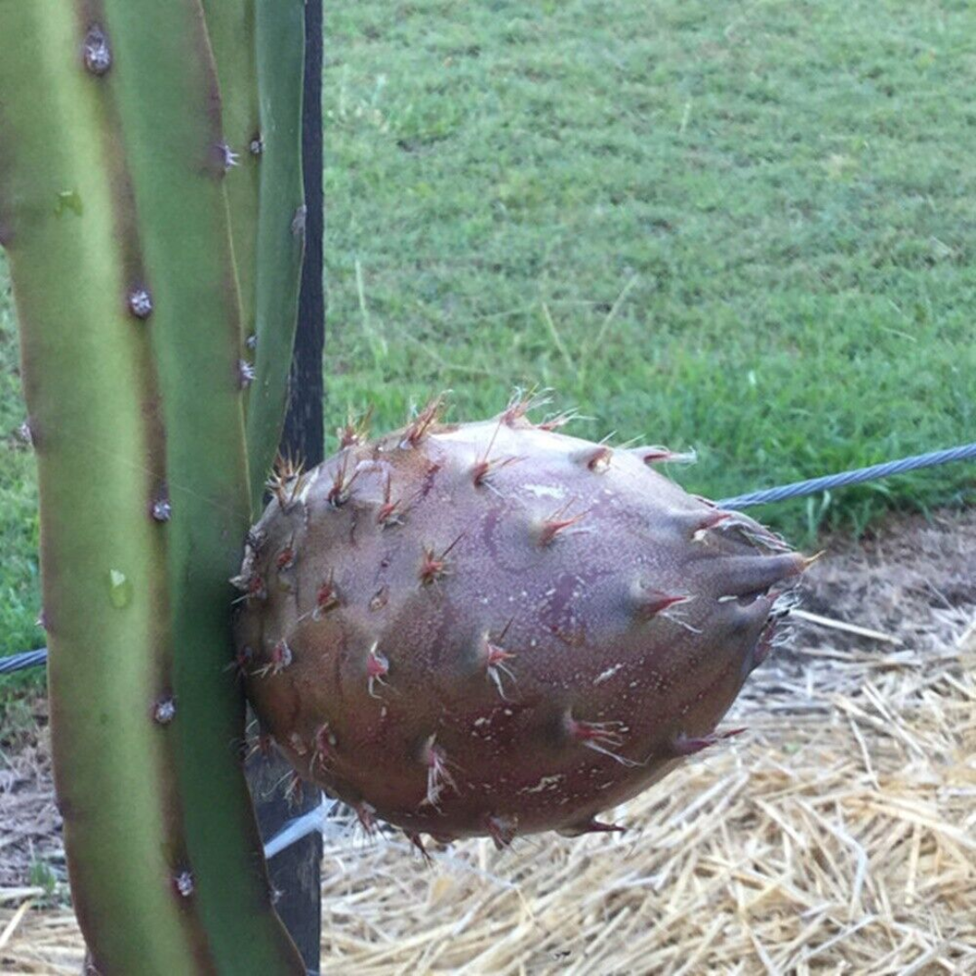 Dragon Fruit / Pitaya - Black Skin  Fruit Plant