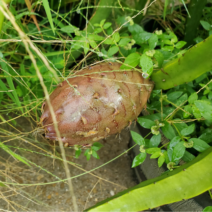 Dragon Fruit / Pitaya - Black Skin  Fruit Plant