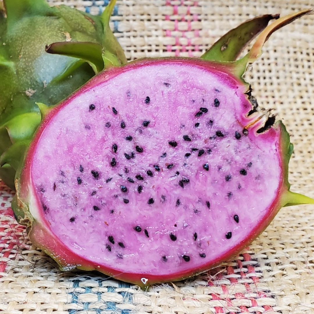 Dragon Fruit / Pitaya - Pink Flesh  Fruit Plant