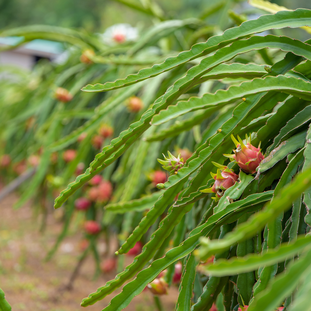 Dragon Fruit / Pitaya - Red Flesh  Fruit Plant