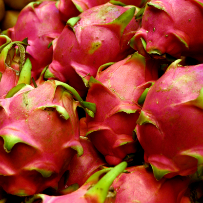 Dragon Fruit / Pitaya - Red Flesh  Fruit Plant