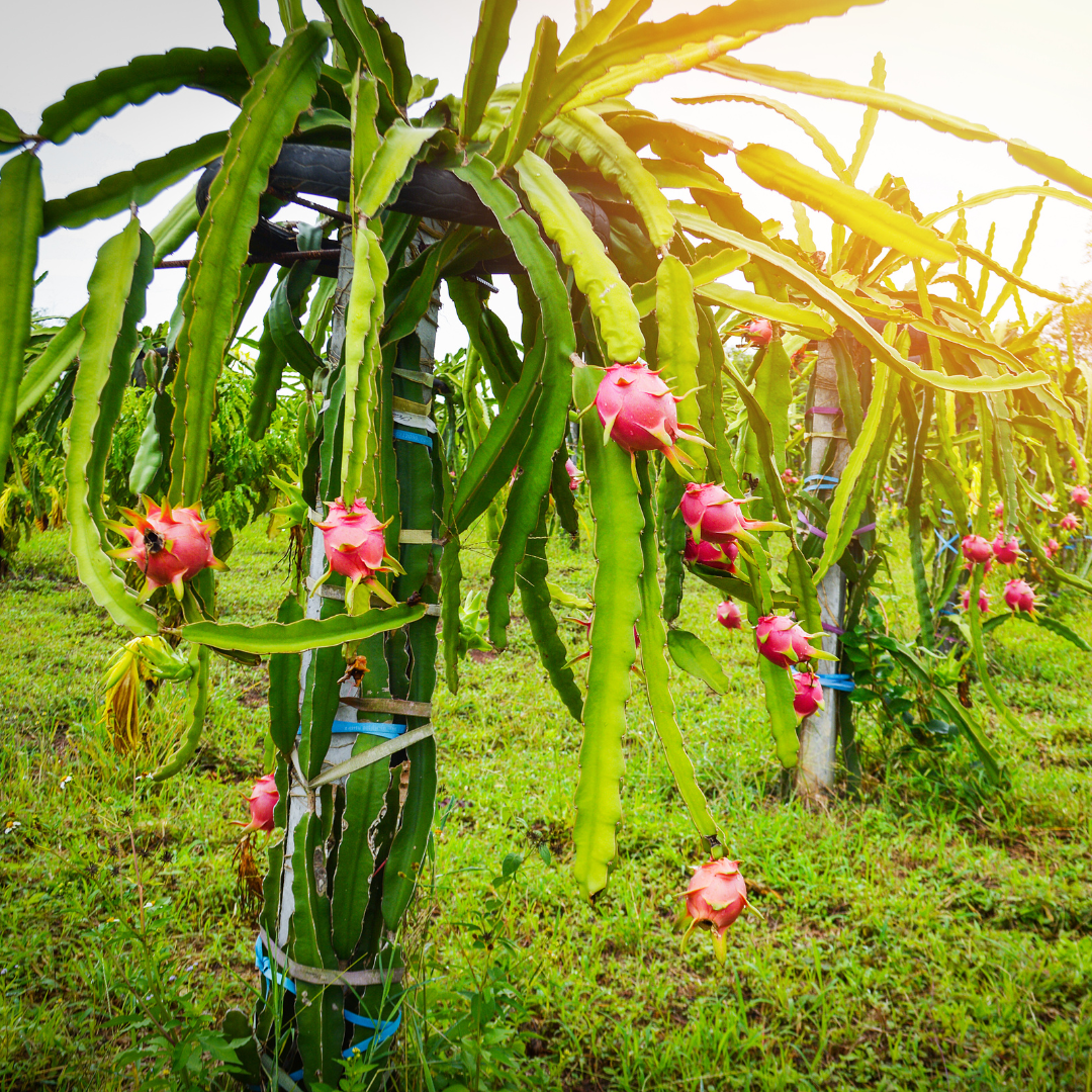 Dragon Fruit / Pitaya - White Flesh  Fruit Plant