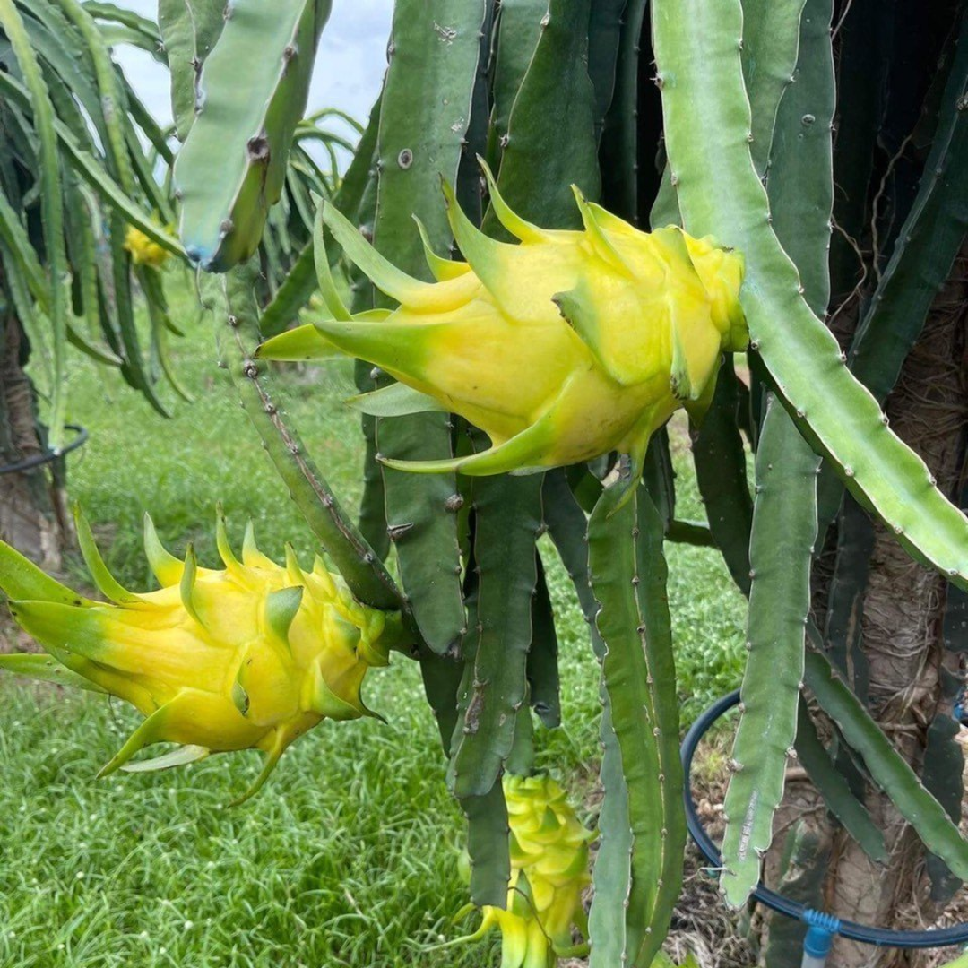 Dragon Fruit / Pitaya - Yellow Skin  Fruit Plant