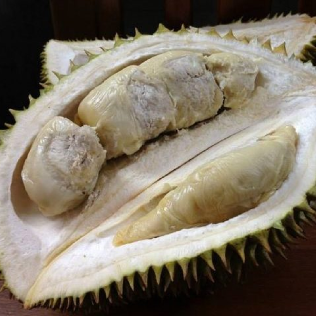 Durian - Black Pearl - Fruit Plant