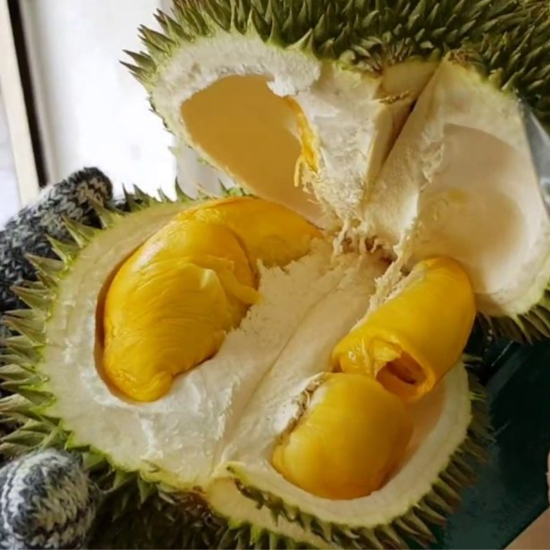 Durian - D101 Hybrid - Fruit Plant