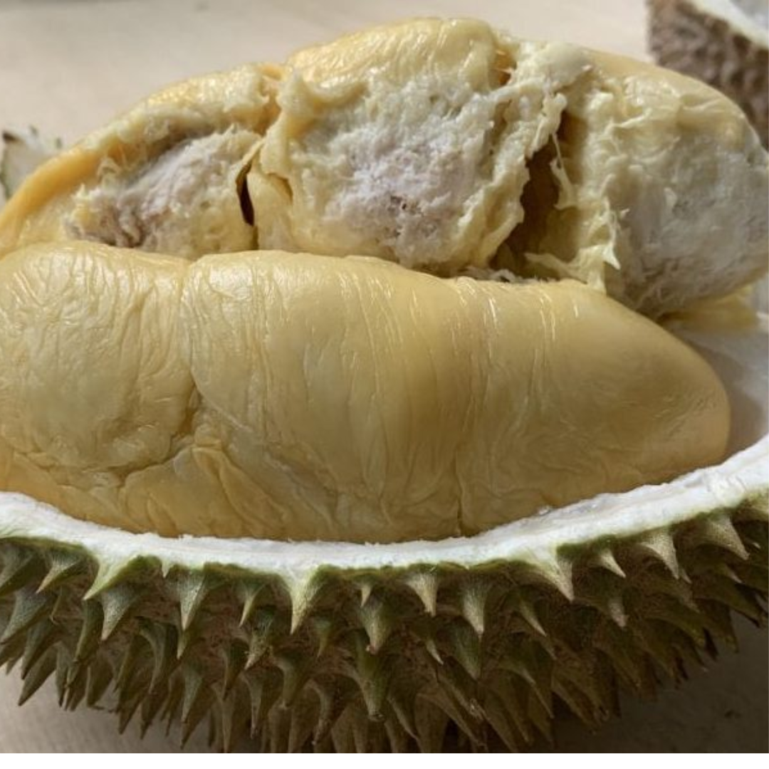 Durian - D24 Hybrid - Fruit Plant