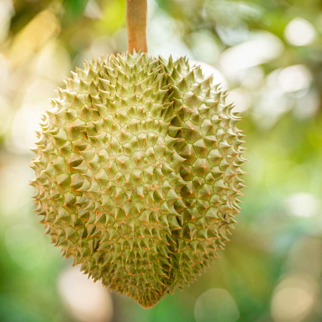 Durian - Dwarf Hybrid - Fruit Plant