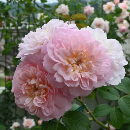 Rose - Elizabeth - Hybrid Flower Plant