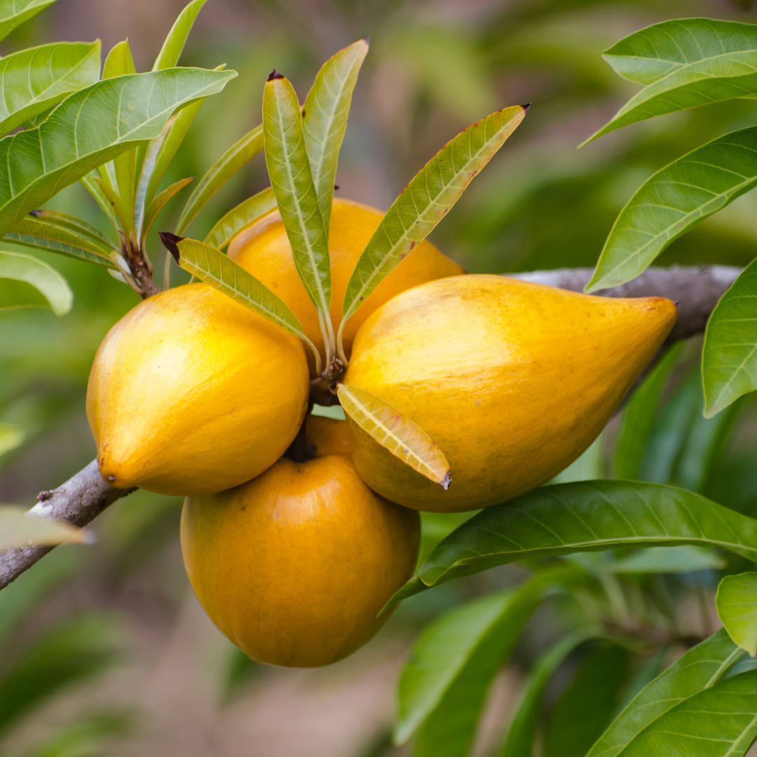 Eggfruit - Long - Pouteria campechiana Fruit Plant