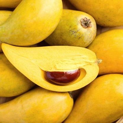 Eggfruit - Long - Pouteria campechiana Fruit Plant