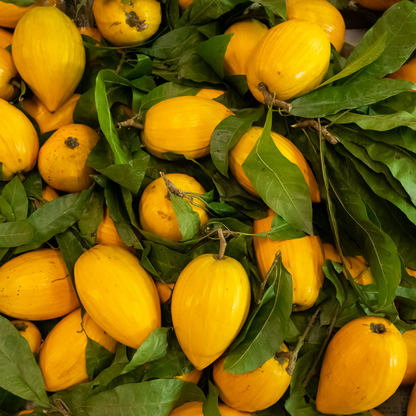 Eggfruit - Long - Pouteria campechiana Fruit Plant