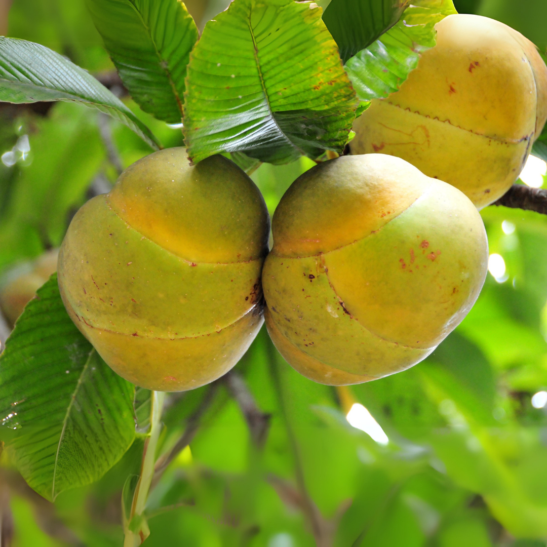 Elephant Apple - Dillenia indica Fruit Plant