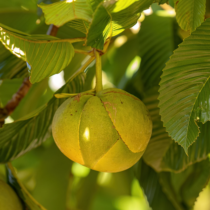 Elephant Apple - Dillenia indica Fruit Plant