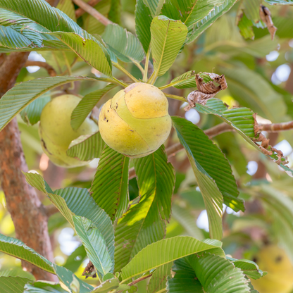 Elephant Apple - Dillenia indica Fruit Plant