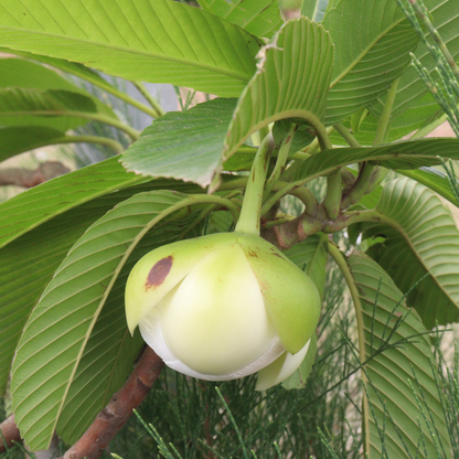 Elephant Apple - Dillenia indica Fruit Plant