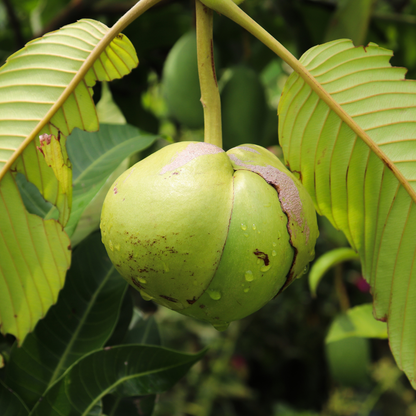 Elephant Apple - Dillenia indica Fruit Plant