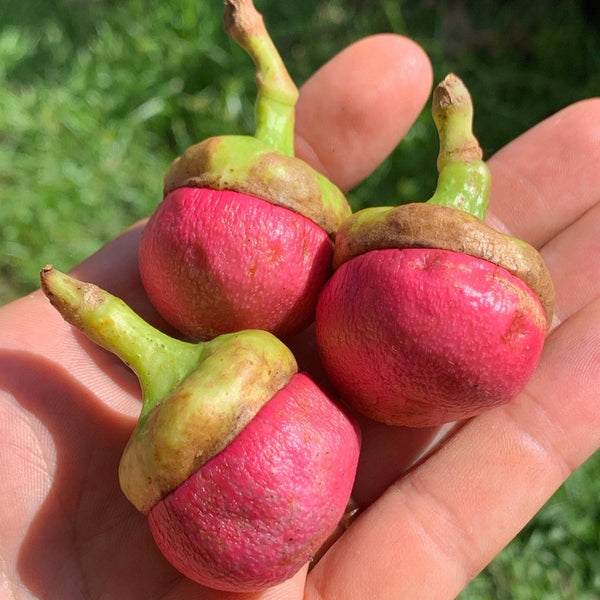 Engkala (Litsea Garciae) Fruit Plant