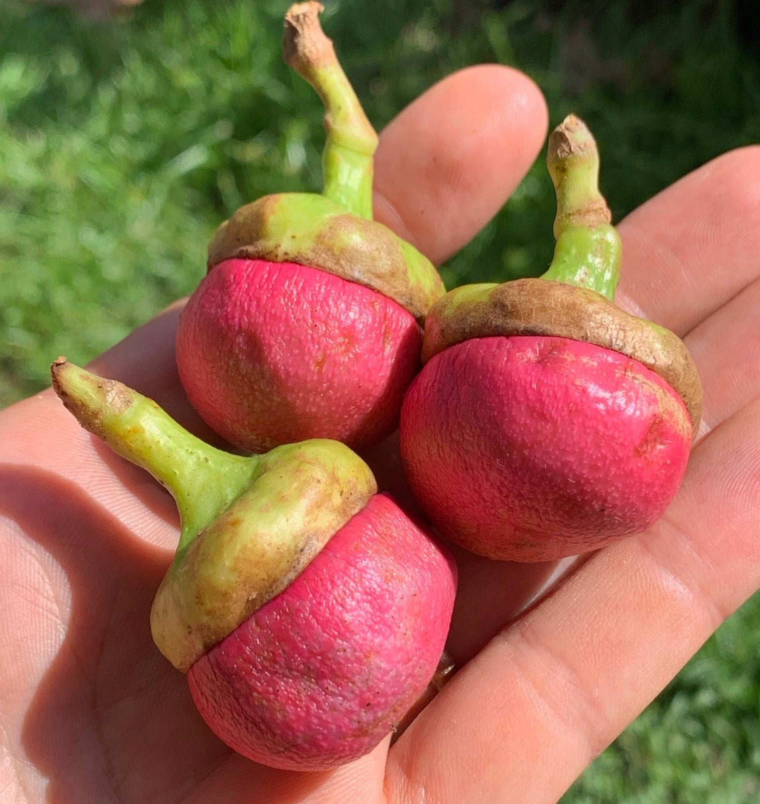 Engkala (Litsea Garciae) Fruit Plant