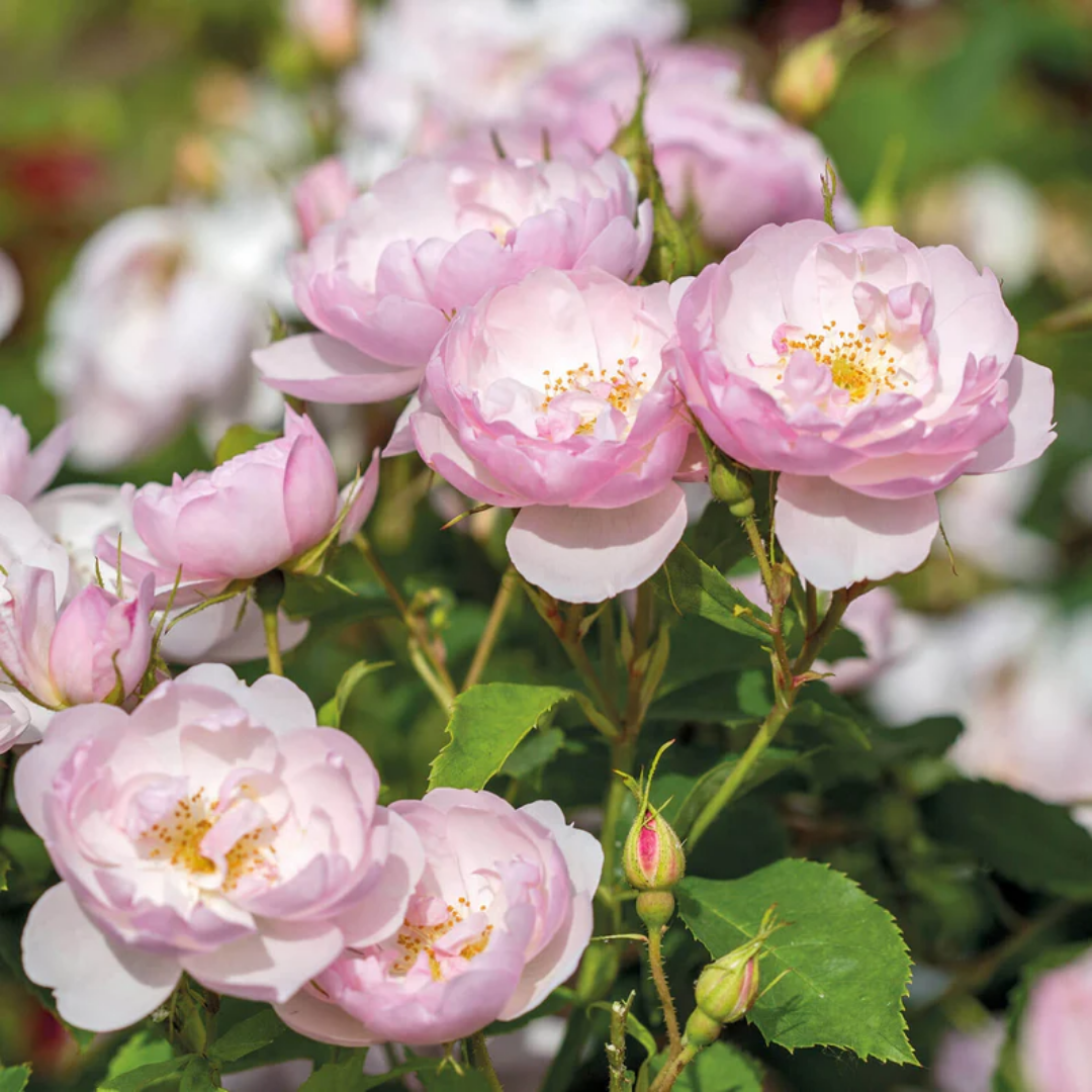 Rose - Fairy Land - Hybrid Flower Plant