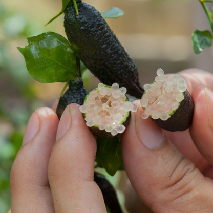 Australian Finger Lime - Black - Citrus australasica Fruit Plant