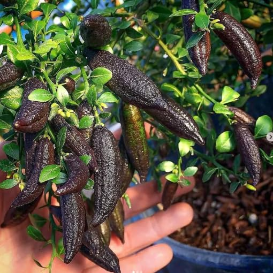 Australian Finger Lime - Black - Citrus australasica Fruit Plant