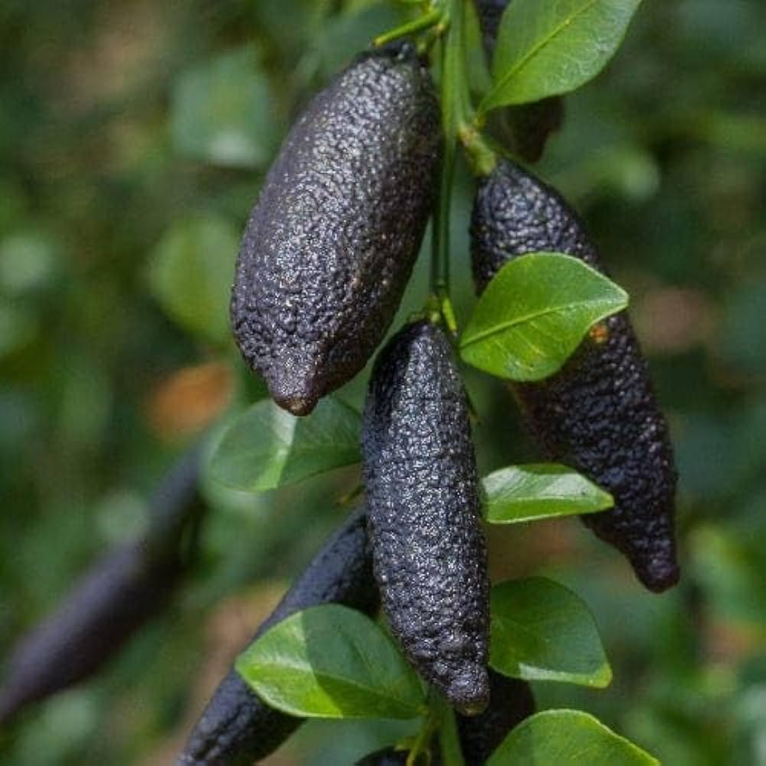 Australian Finger Lime - Black - Citrus australasica Fruit Plant