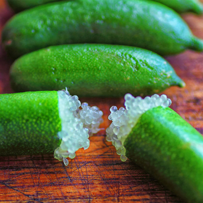 Australian Finger Lime - Green - Citrus australasica Fruit Plant