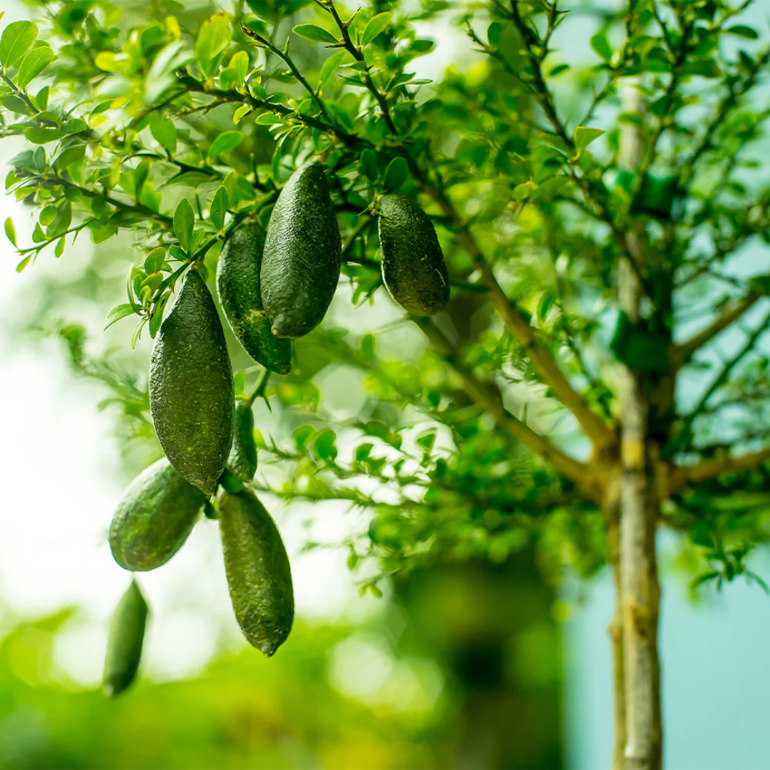 Australian Finger Lime - Green - Citrus australasica Fruit Plant