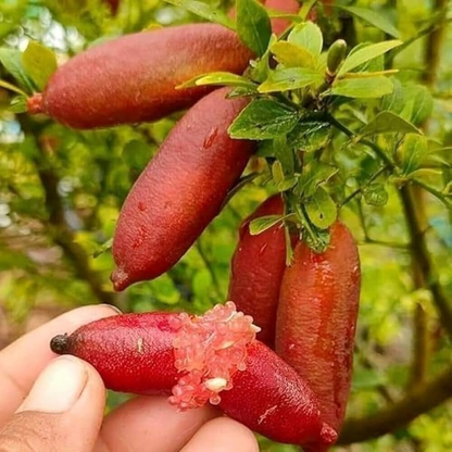 Australian Finger Lime - Red - Citrus australasica Fruit Plant