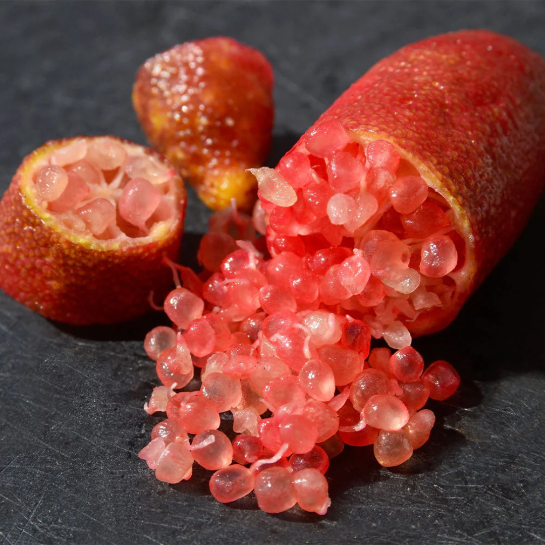 Australian Finger Lime - Red - Citrus australasica Fruit Plant