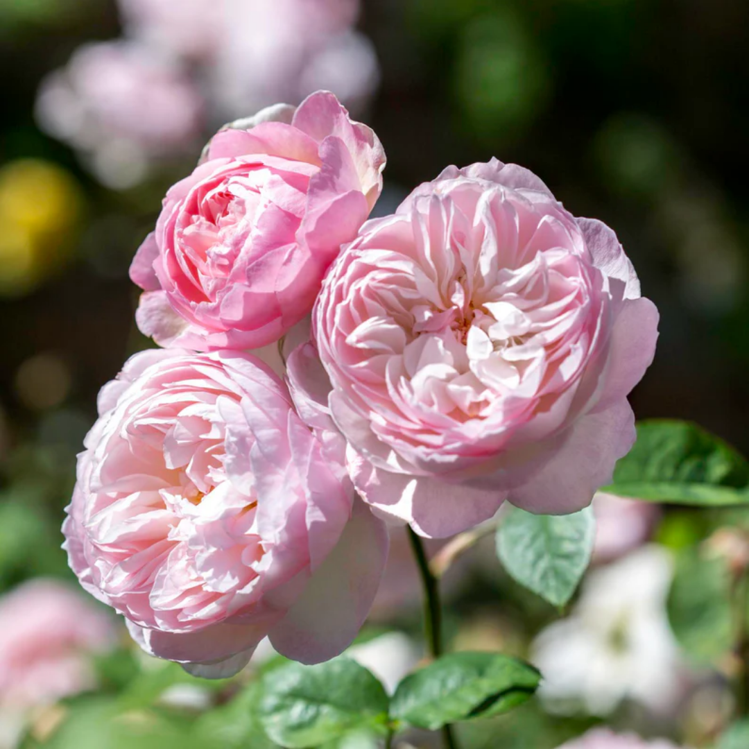 Rose - Gentle Breeze - Hybrid Flower Plant